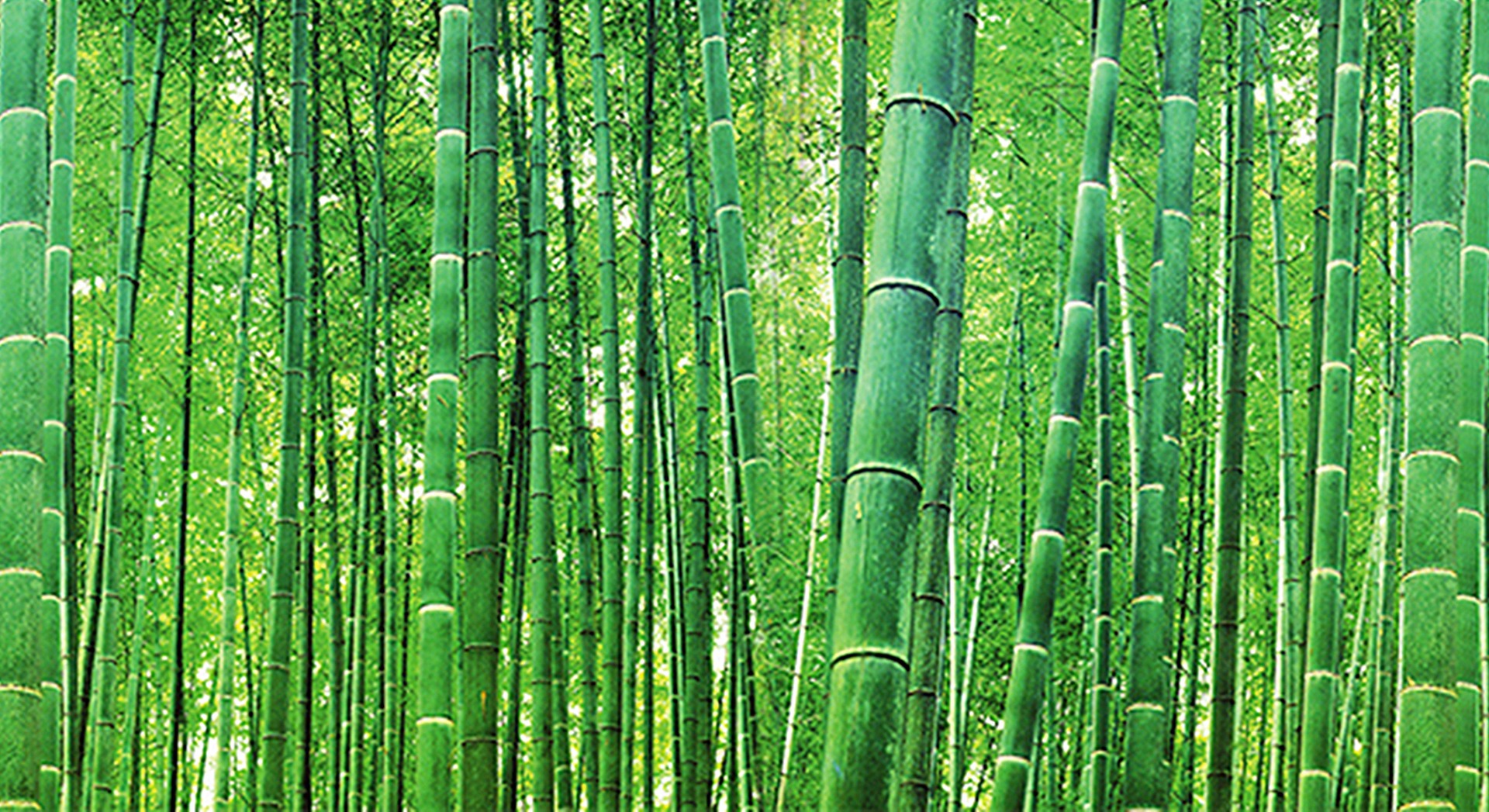 Bambus_1