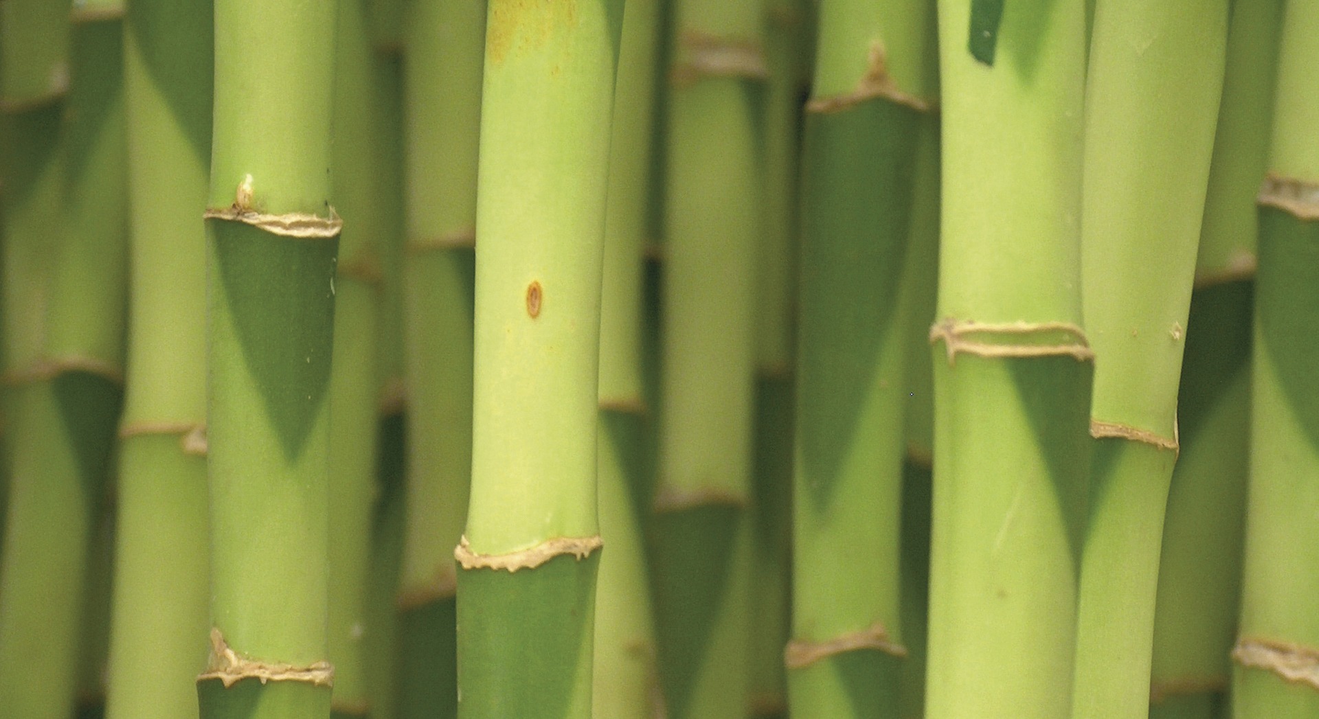 Bambus_2